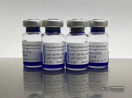Mycoplasma synoviae antigens for rapid slide agglutination tests